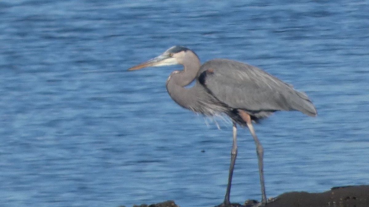 Чапля північна - ML645732506