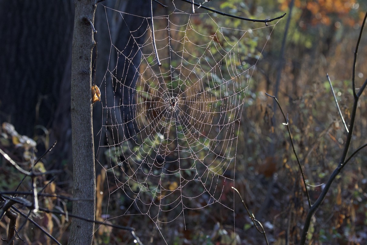 新園蛛屬 - ML645732520