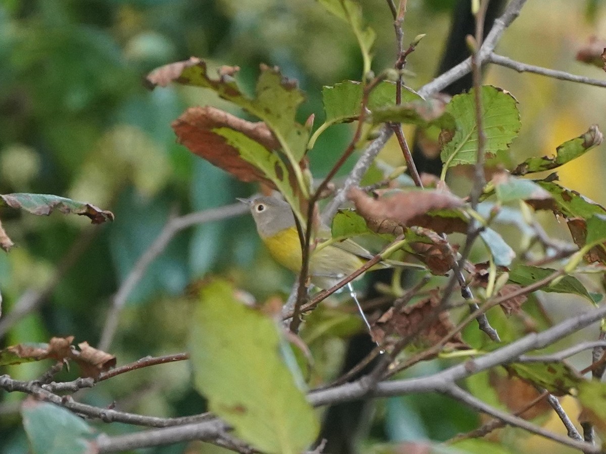 Reinita de Nashville - ML645732521