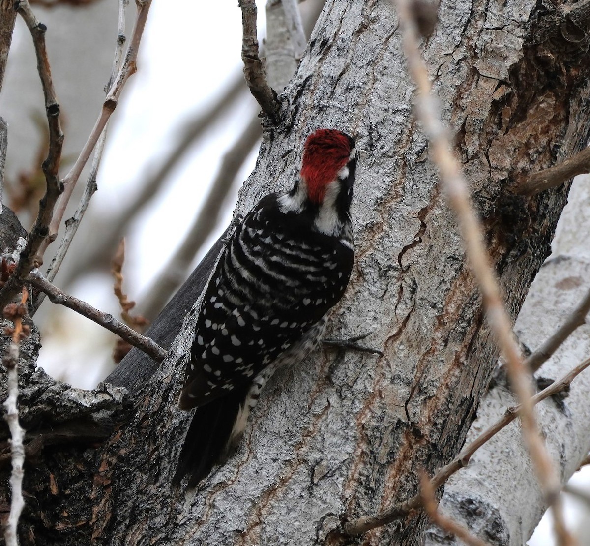Nuttall's Woodpecker - ML645732522