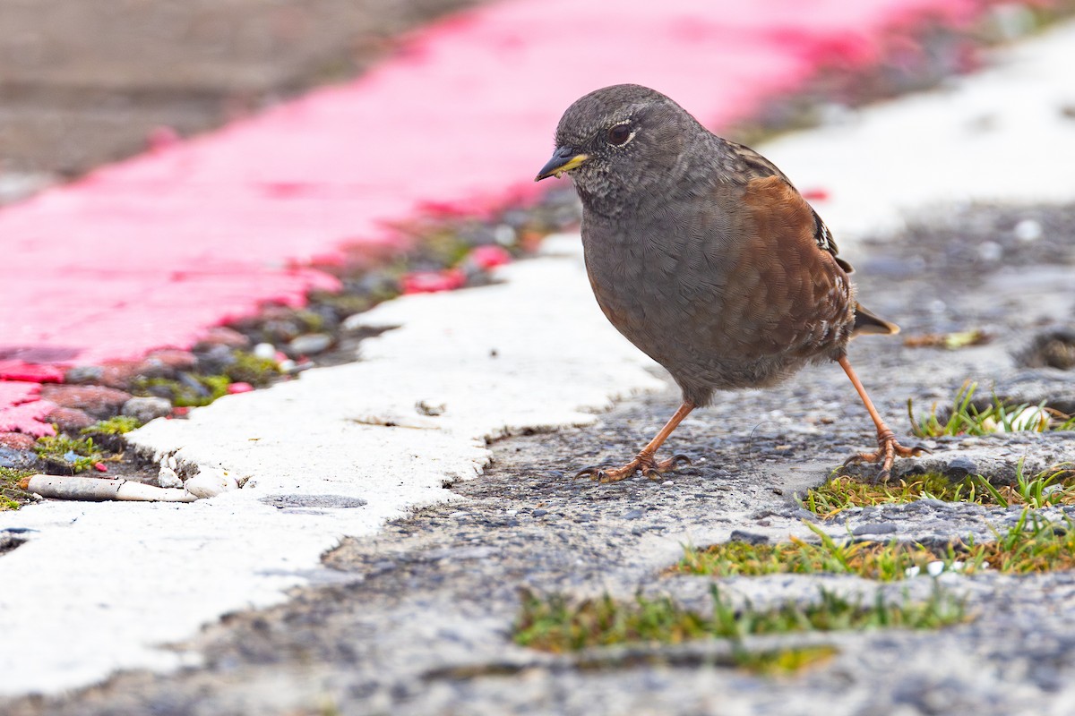 Alpine Accentor - ML645732528