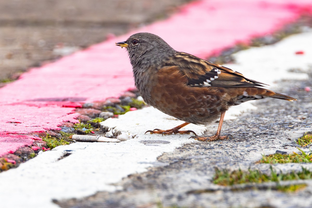 Alpine Accentor - ML645732529