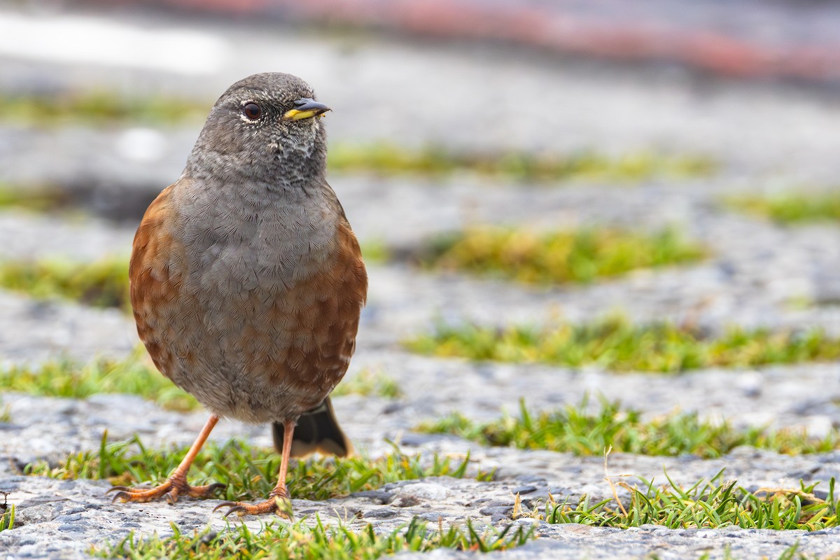 Alpine Accentor - ML645732530