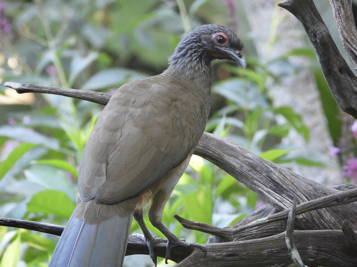 West Mexican Chachalaca - ML645732548