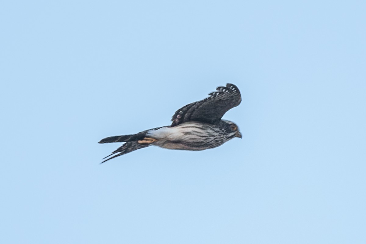 Spot-winged Falconet - ML645732557