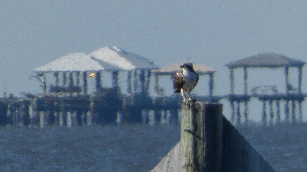 Скопа західна - ML645732560