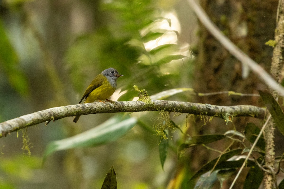 Сероголовая комароловка - ML645732563