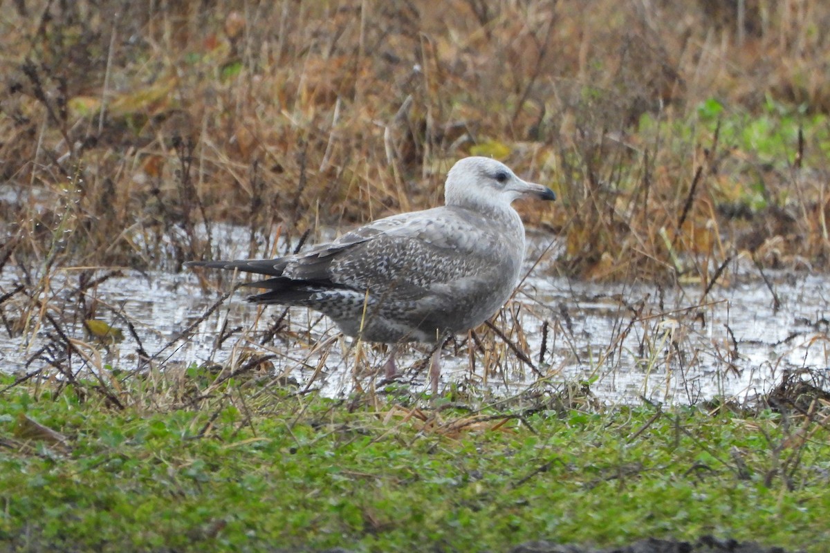 American Herring Gull - ML645732571