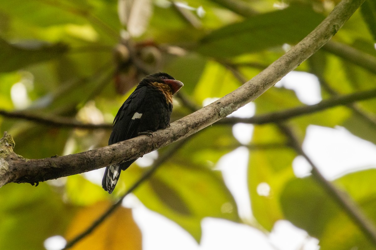Dusky Broadbill - ML645732572