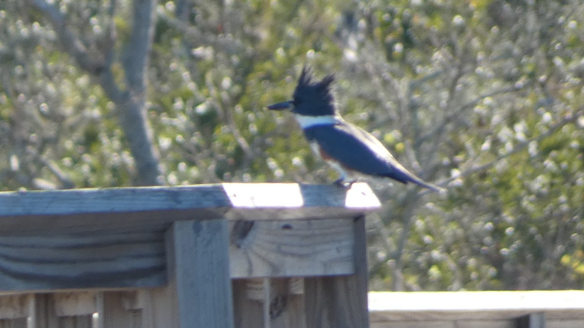 Рибалочка-чубань північний - ML645732590