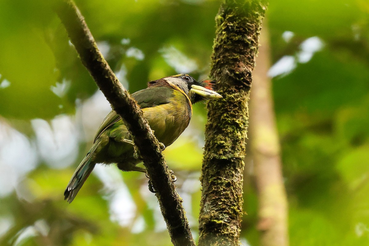 Fire-tufted Barbet - ML645732591