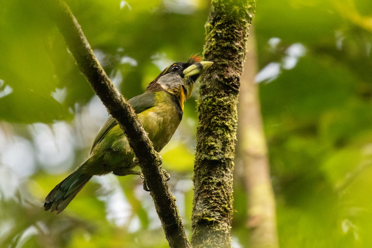 Fire-tufted Barbet - ML645732593