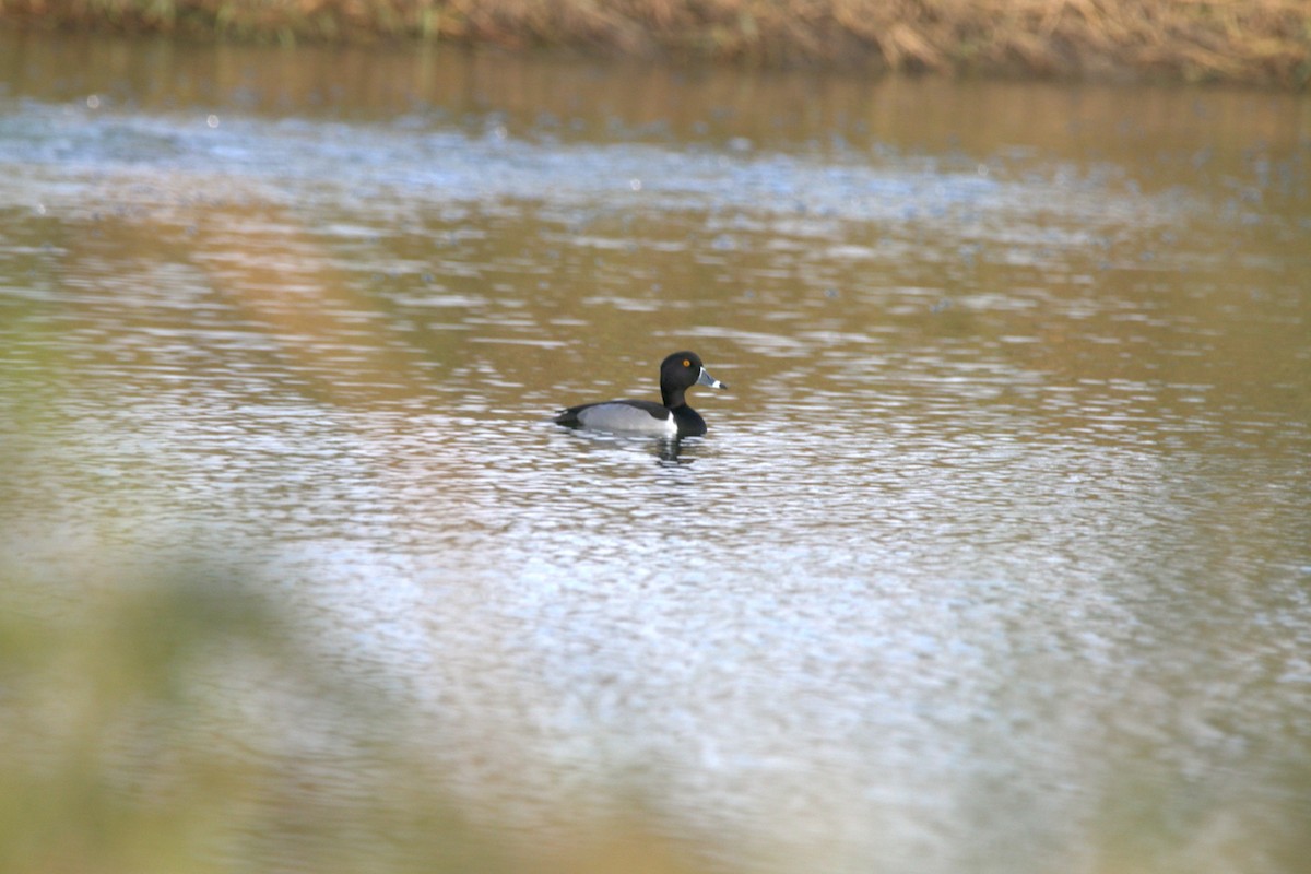 Ring-necked Duck - ML645732598