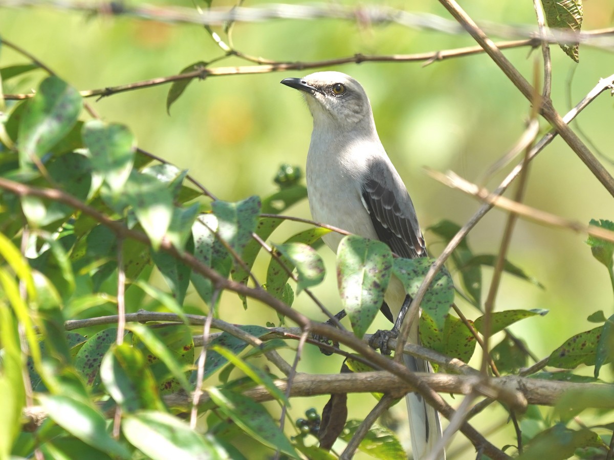 Tropical Mockingbird - ML645732599