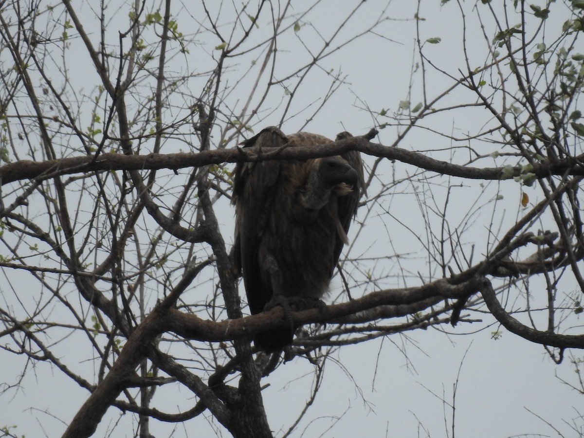 White-backed Vulture - ML645732600