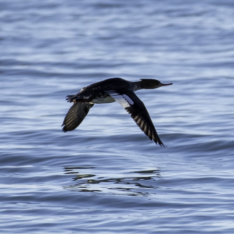 Red-breasted Merganser - ML645732601