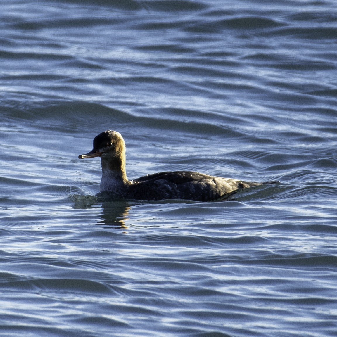 Red-breasted Merganser - ML645732602