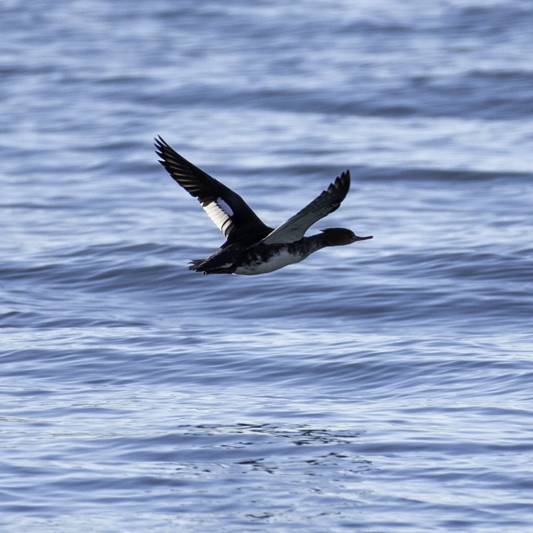 Red-breasted Merganser - ML645732603