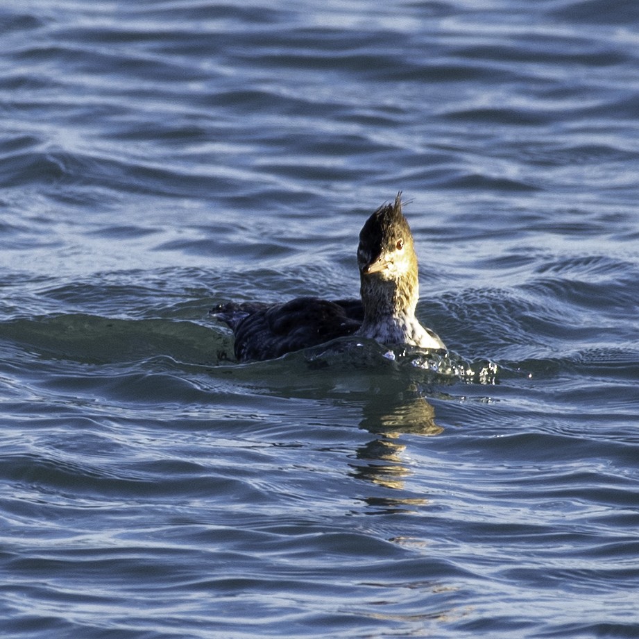 Red-breasted Merganser - ML645732604