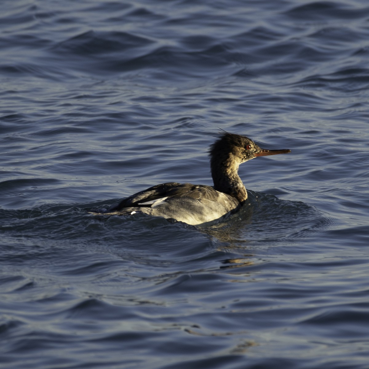 Red-breasted Merganser - ML645732605