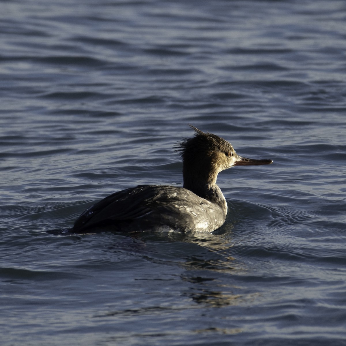Red-breasted Merganser - ML645732606