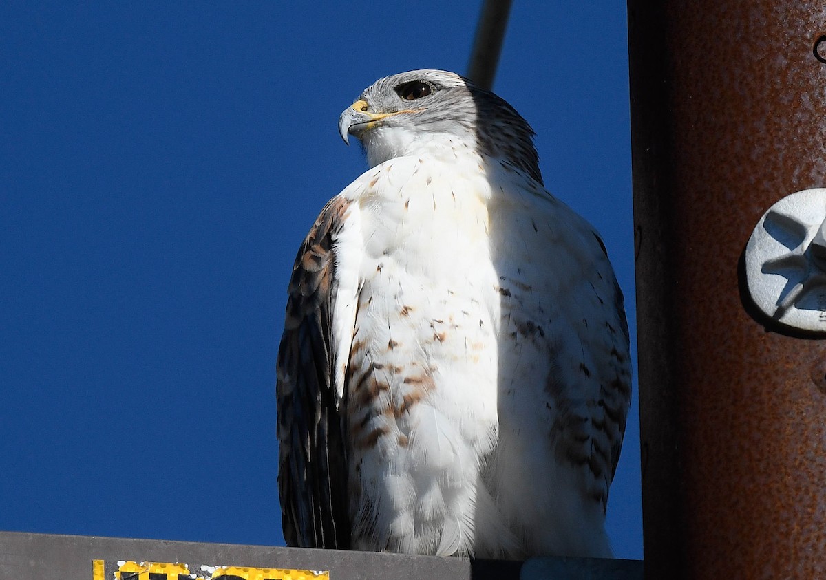 Ferruginous Hawk - ML645732607