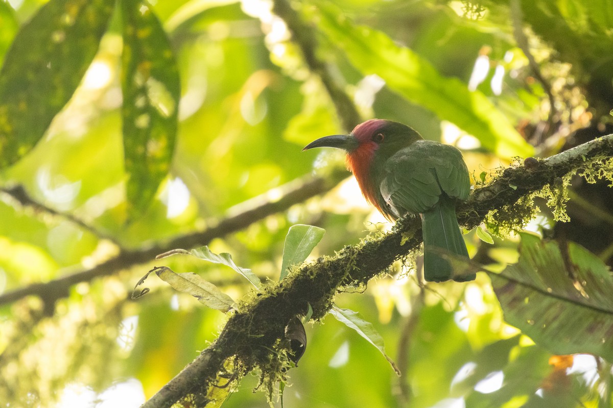 Red-bearded Bee-eater - ML645732608