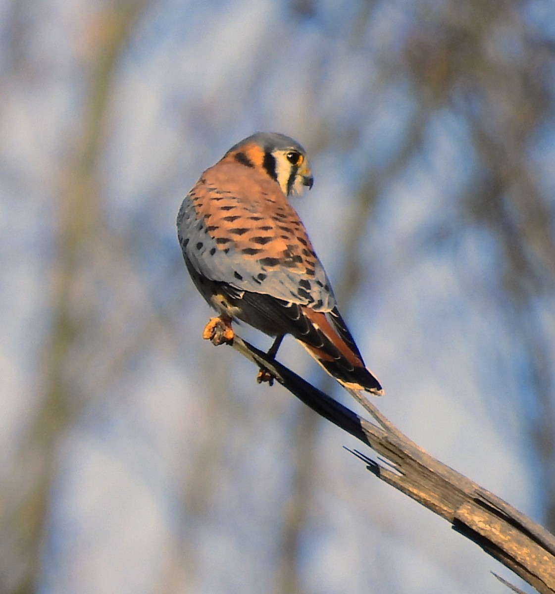 American Kestrel - ML645732609