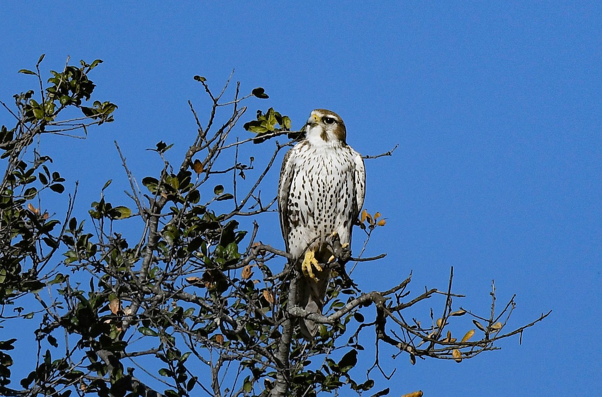 Prairie Falcon - ML645732611