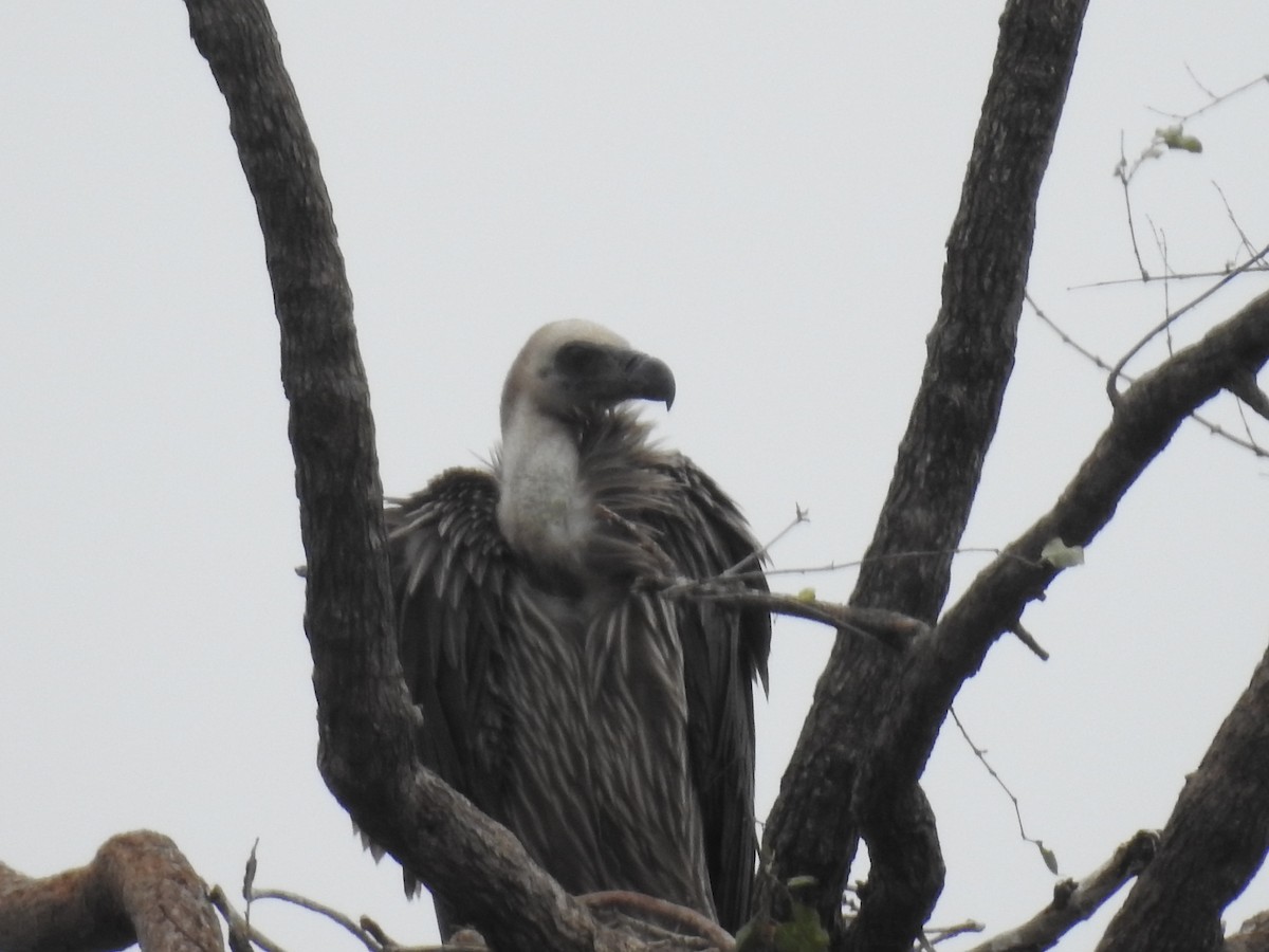 White-backed Vulture - ML645732612