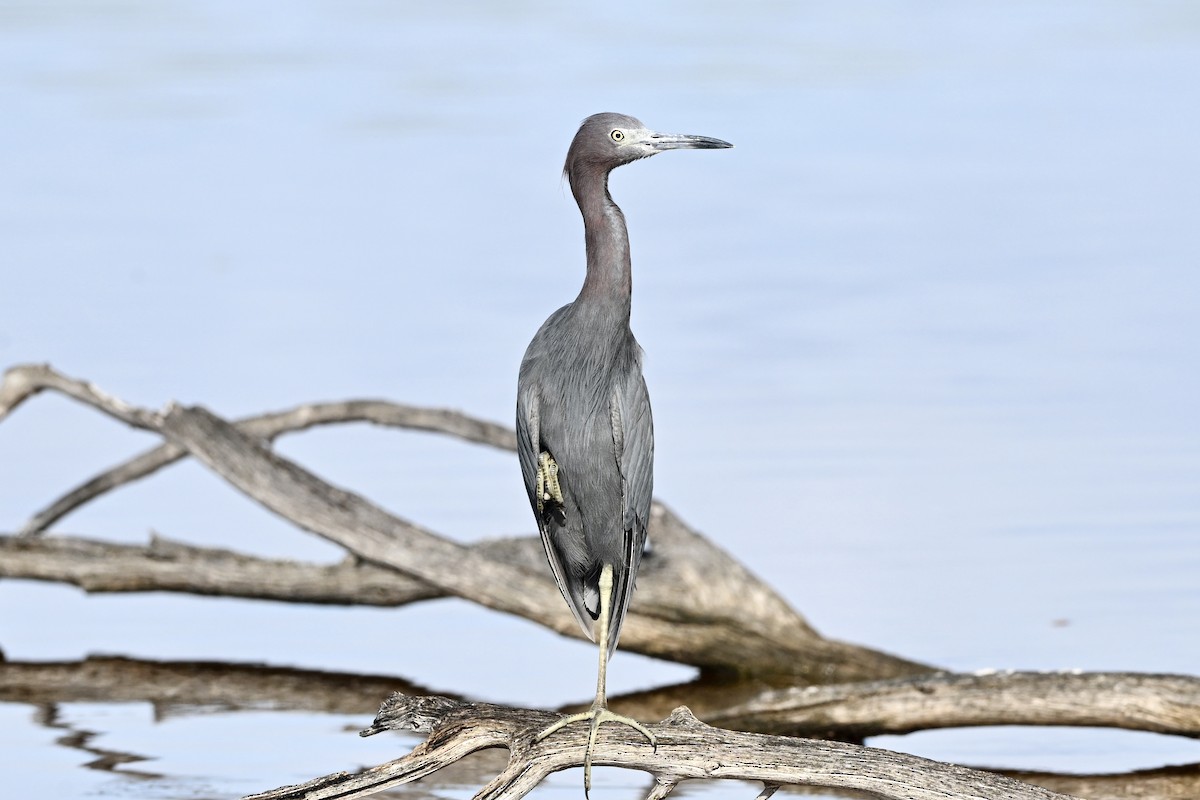 Little Blue Heron - ML645732613