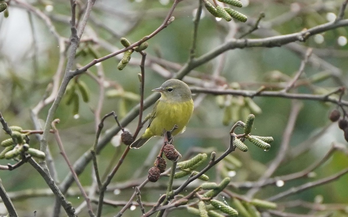 Orange-crowned Warbler (Gray-headed) - ML645732614