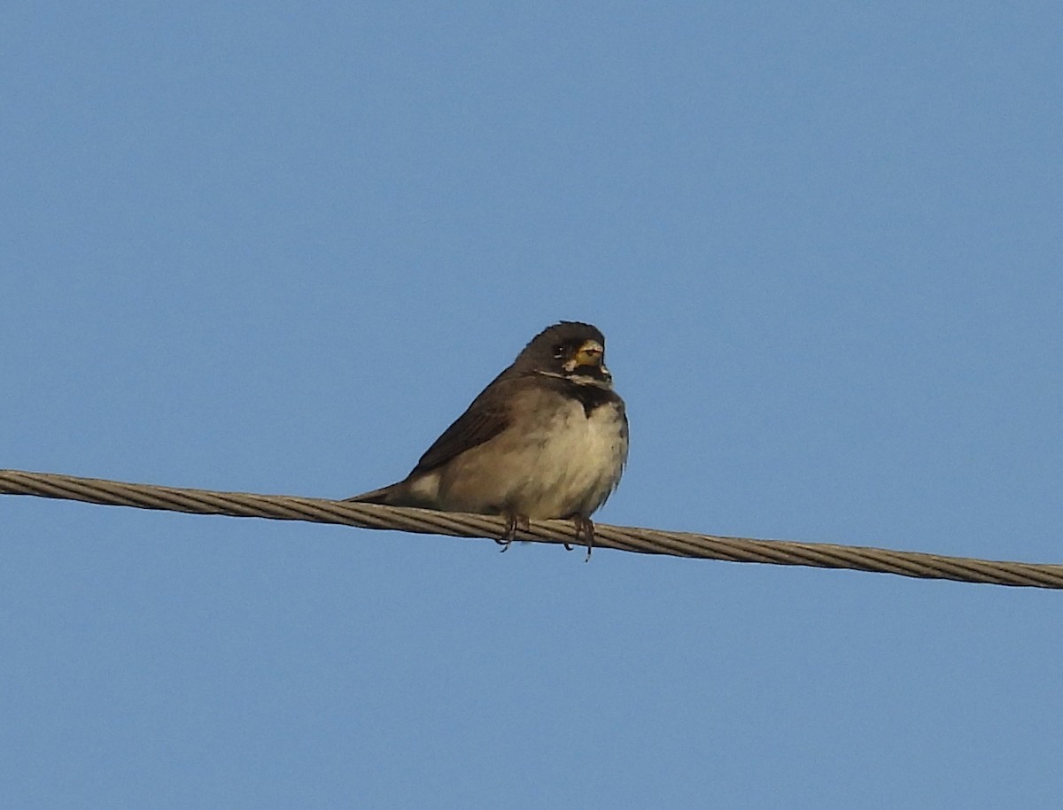 Double-collared Seedeater - ML645732615