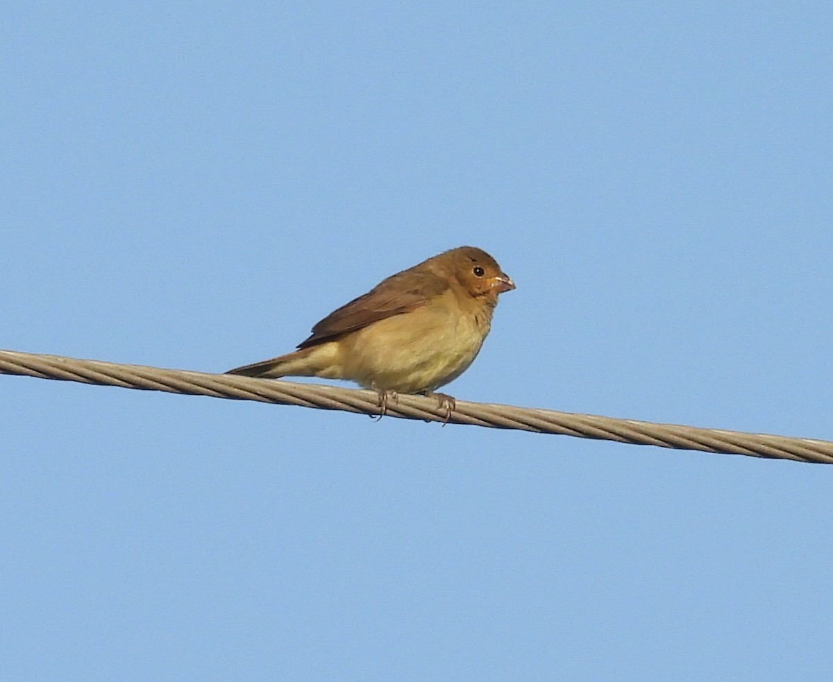 Double-collared Seedeater - ML645732616