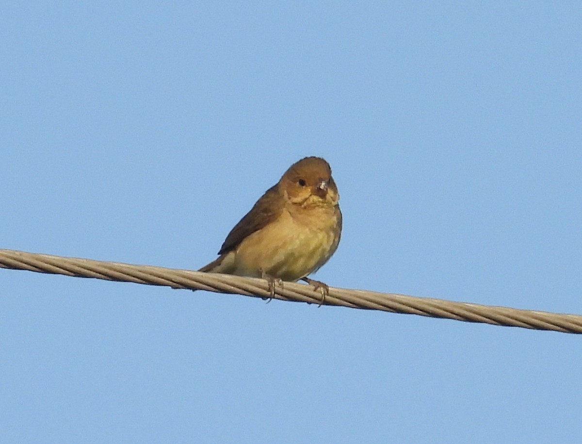 Double-collared Seedeater - ML645732617