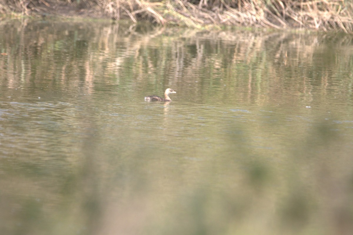 Pied-billed Grebe - ML645732618
