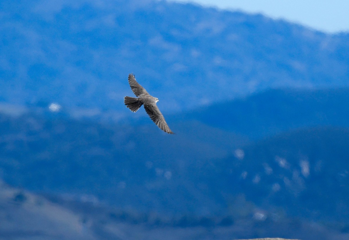 Prairie Falcon - ML645732619