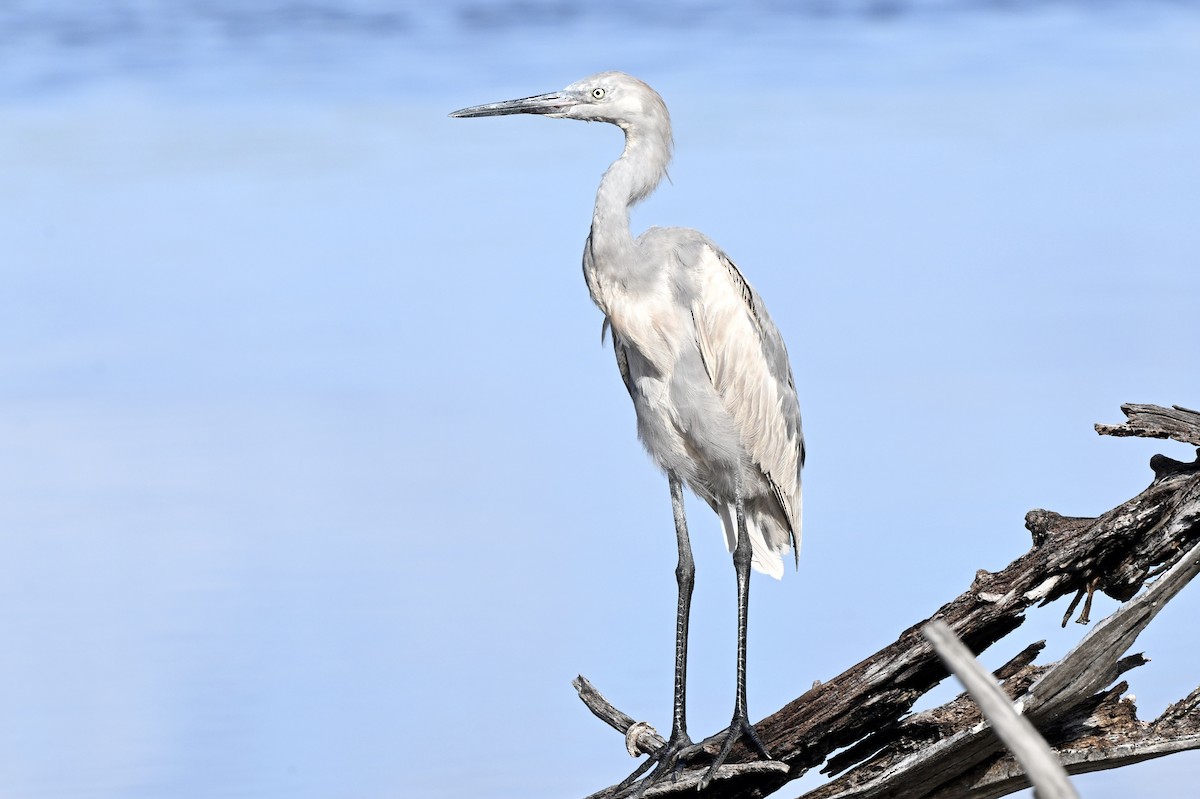 Reddish Egret - ML645732620
