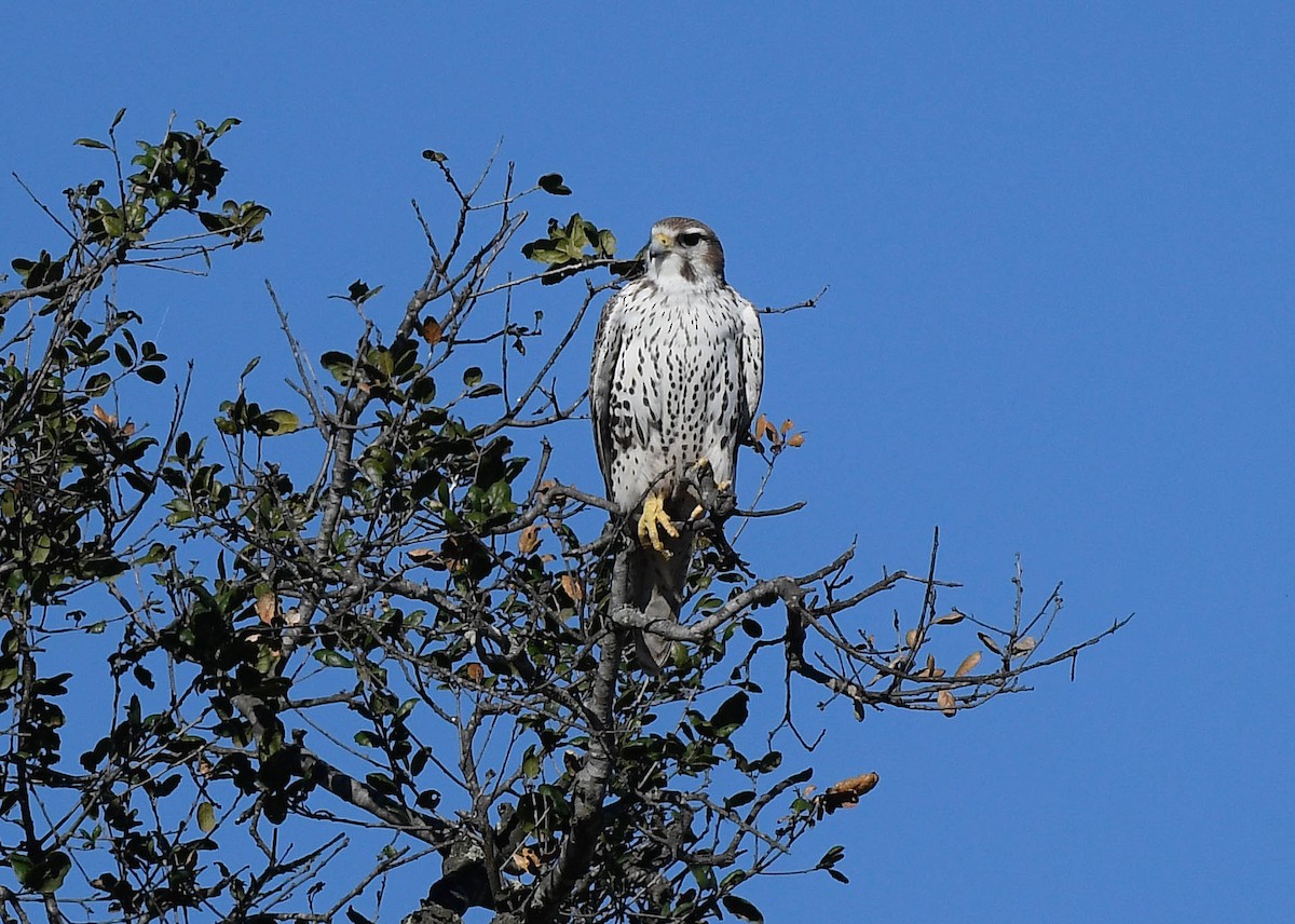 Halcón Mexicano - ML645732634