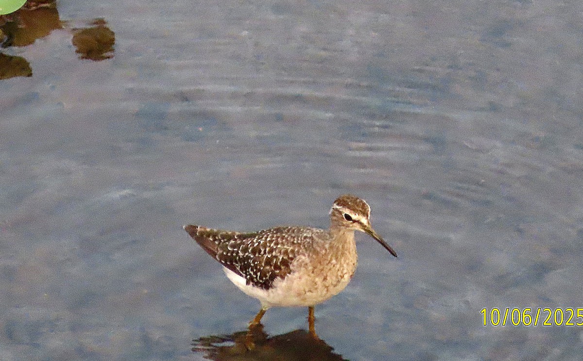 vodouš bahenní - ML645732635