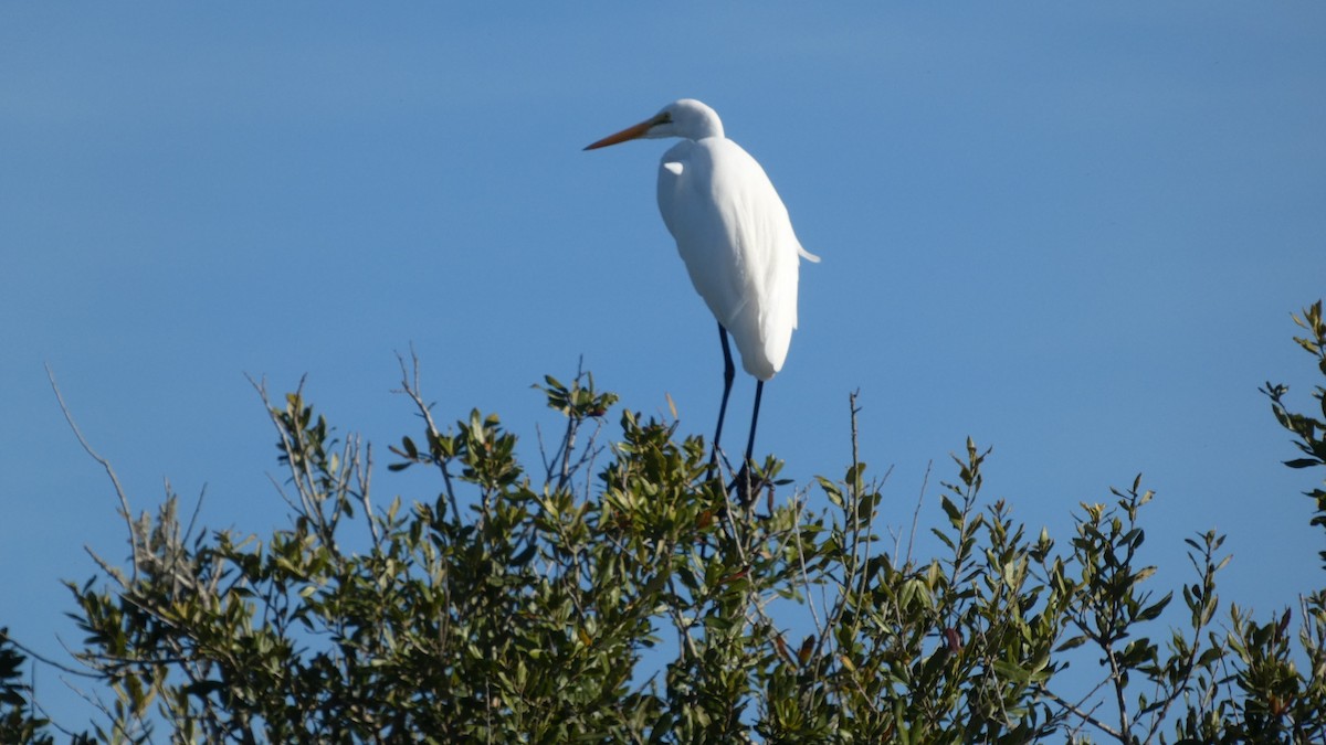 Чапля велика - ML645732637