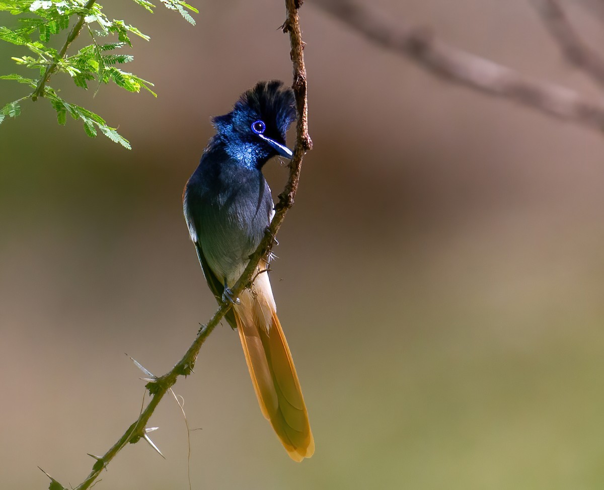 African Paradise-Flycatcher - ML645732638