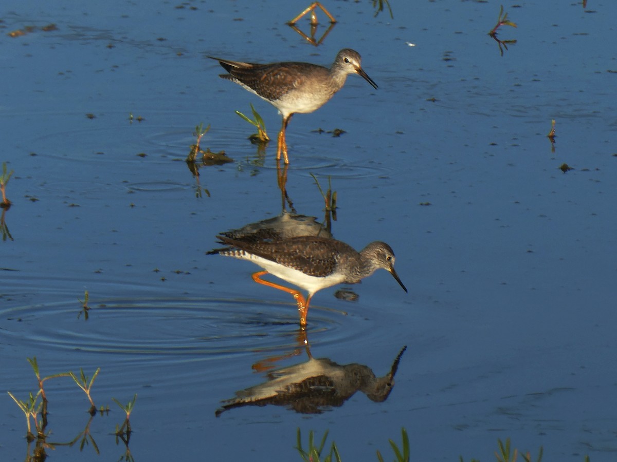Lesser Yellowlegs - ML645732651