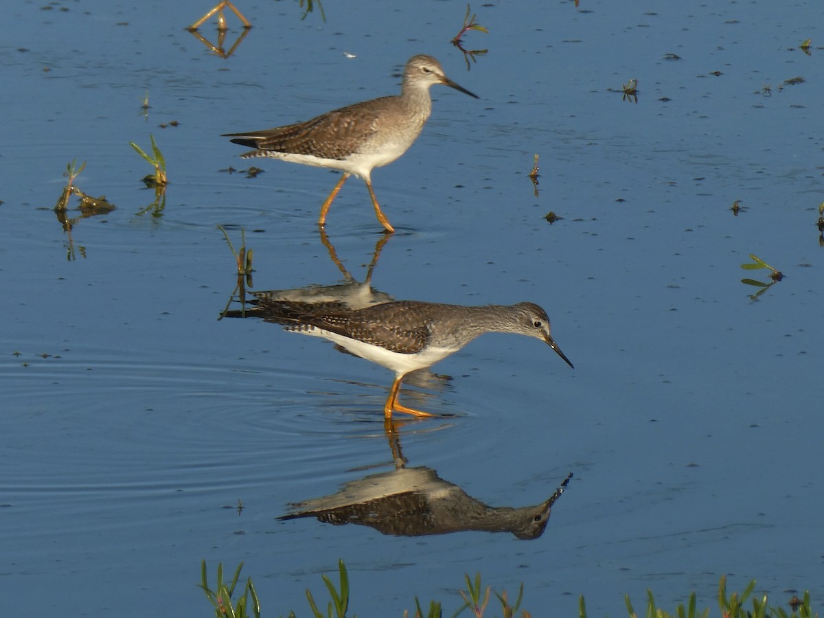 Lesser Yellowlegs - ML645732652