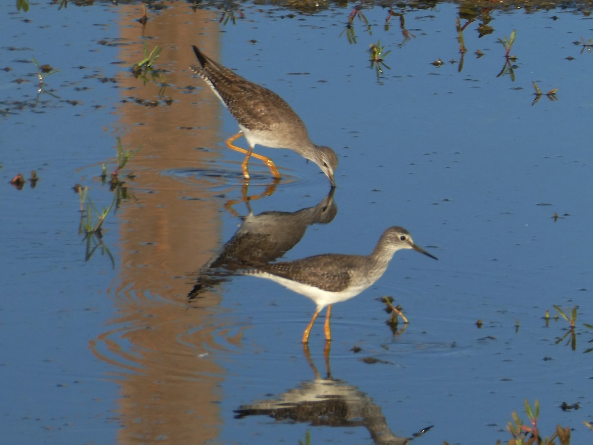 Lesser Yellowlegs - ML645732653