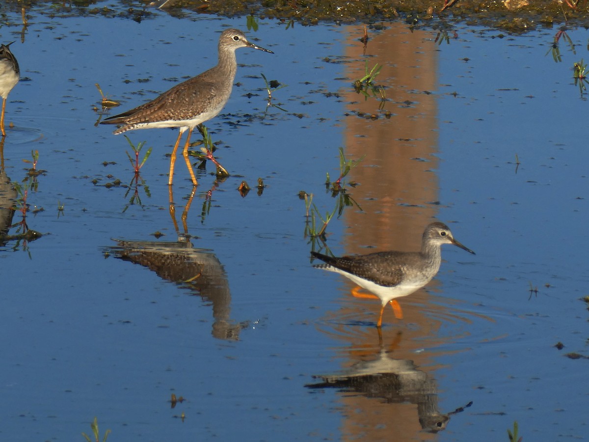 Lesser Yellowlegs - ML645732654