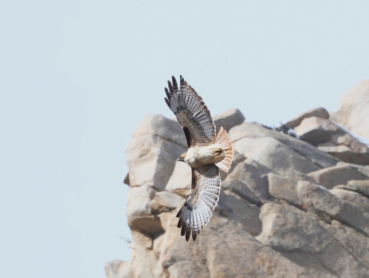 Red-tailed Hawk - ML645732668