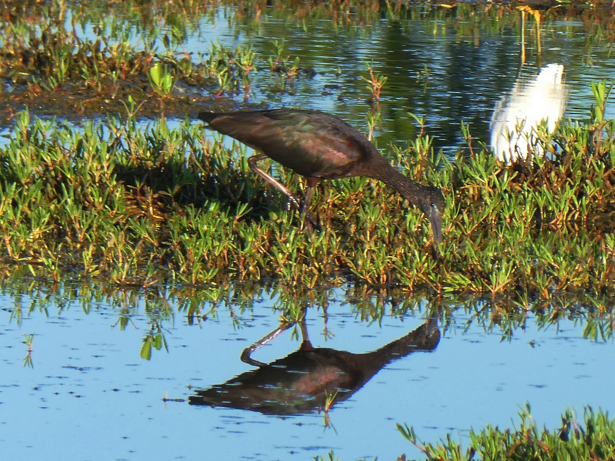 Glossy Ibis - ML645732669