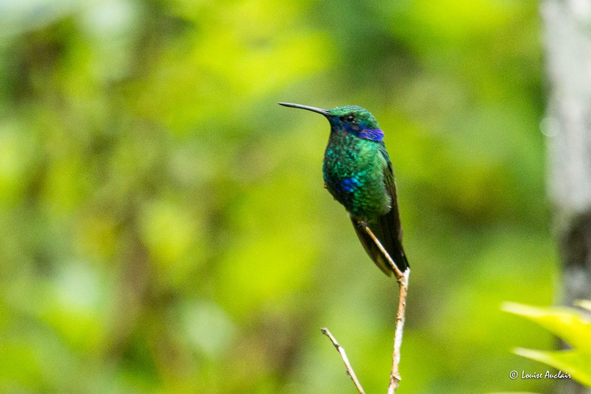 fiolørekolibri - ML645732678