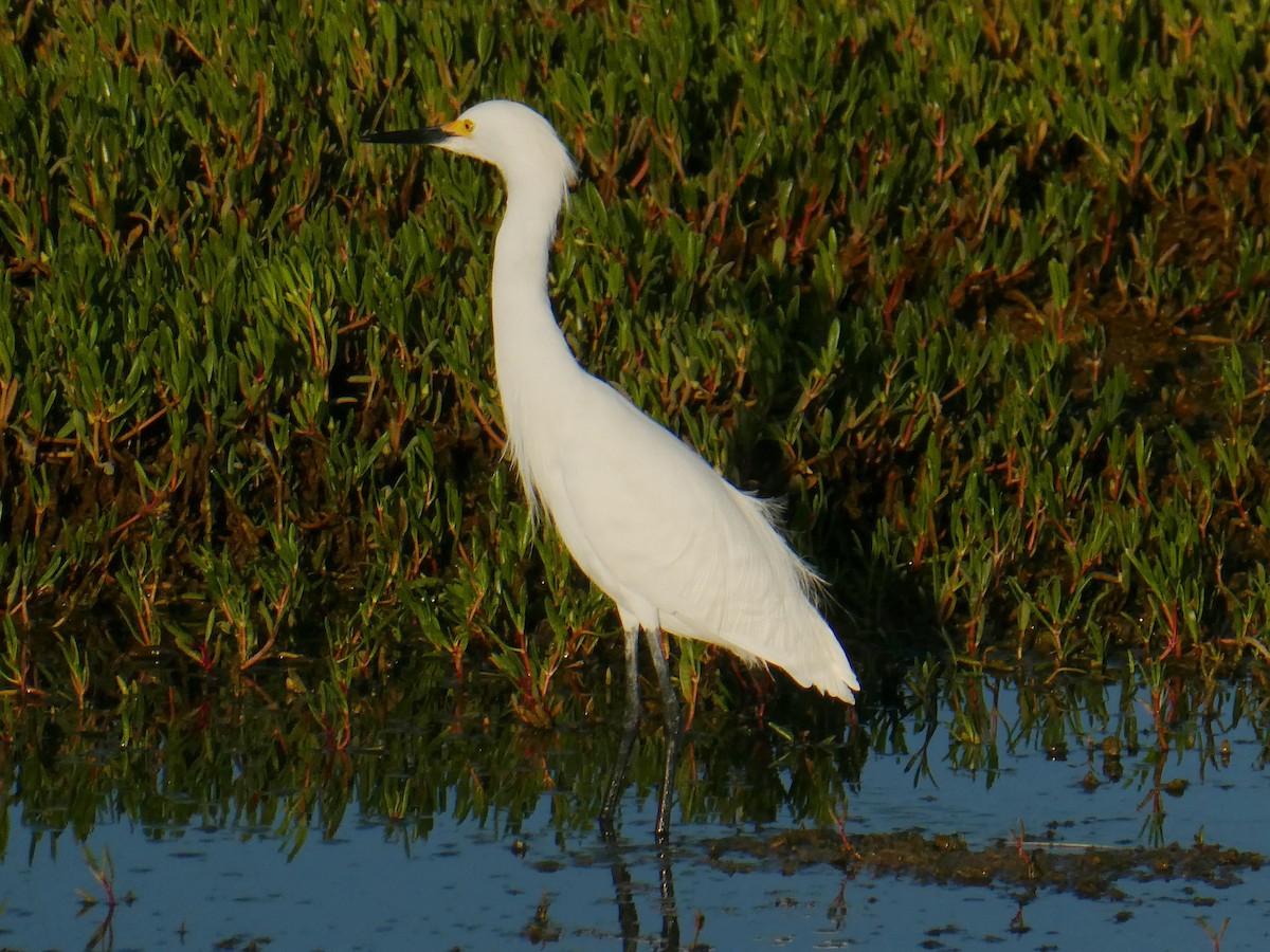 Snowy Egret - ML645732679
